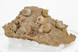 Miniature Fossil Cluster (Ammonites, Brachiopods) - France #219963-1
